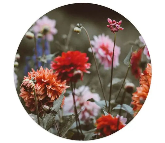 Zoedt: muurcirkel wit 20 cm - foto dahlia veld